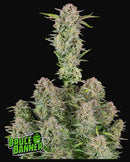 Fast Buds Bruce Banner Auto