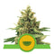 Aeroponica, Autocoltivazione, AUTOFIORENTI, Brands_Royal Queen Seeds, Coltivazione, Idroponica, Indoor, Outdoor, Semi, Semi da collezione, THC, Tipo_Auto Fiorenti, Watermelon Auto - doisgrowshop.it